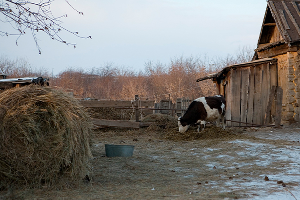 В России не осталось аграриев? Статистика за 2024 год